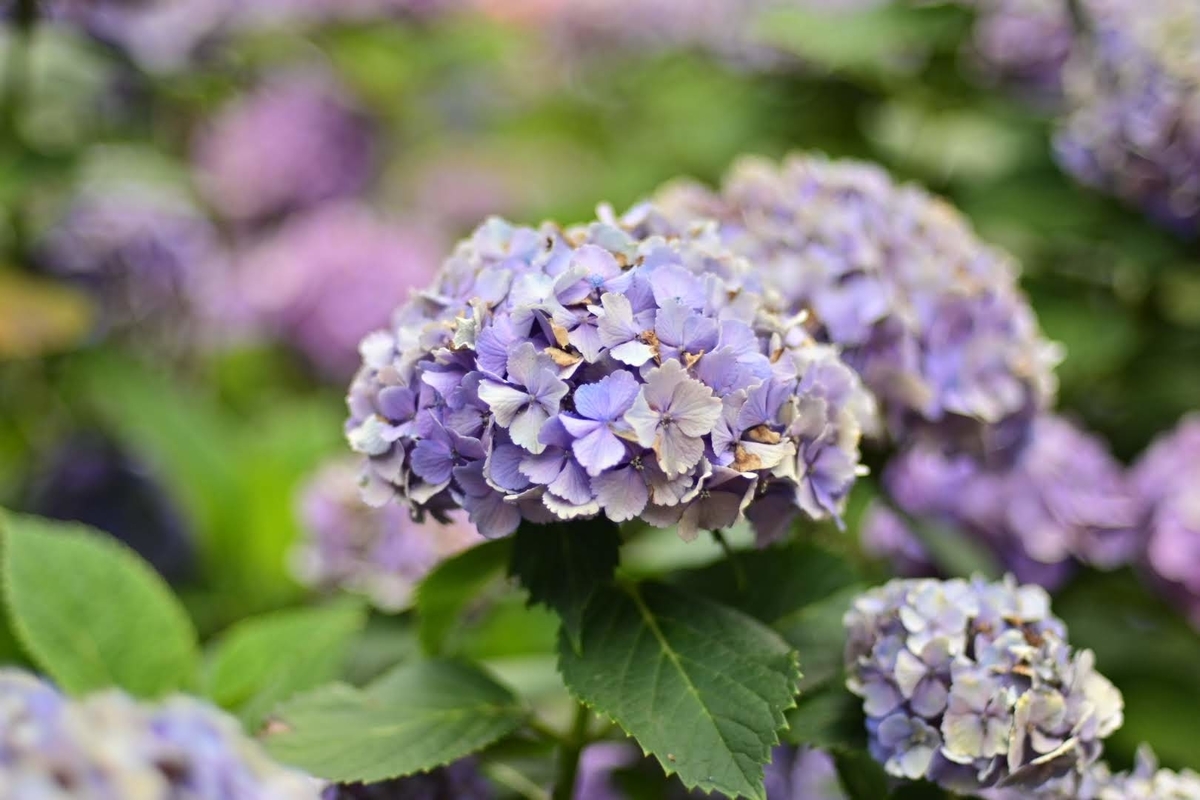 f:id:psato7:20210619082030j:plain