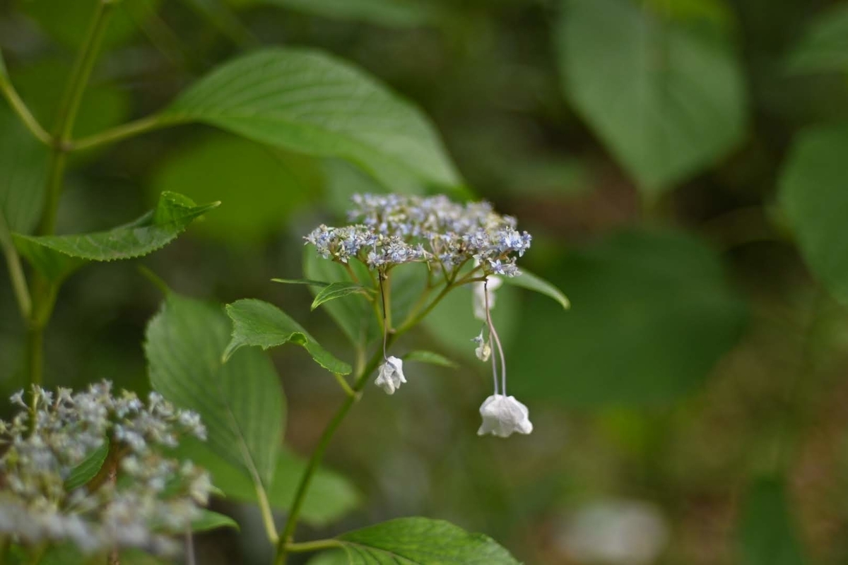 f:id:psato7:20210619082712j:plain