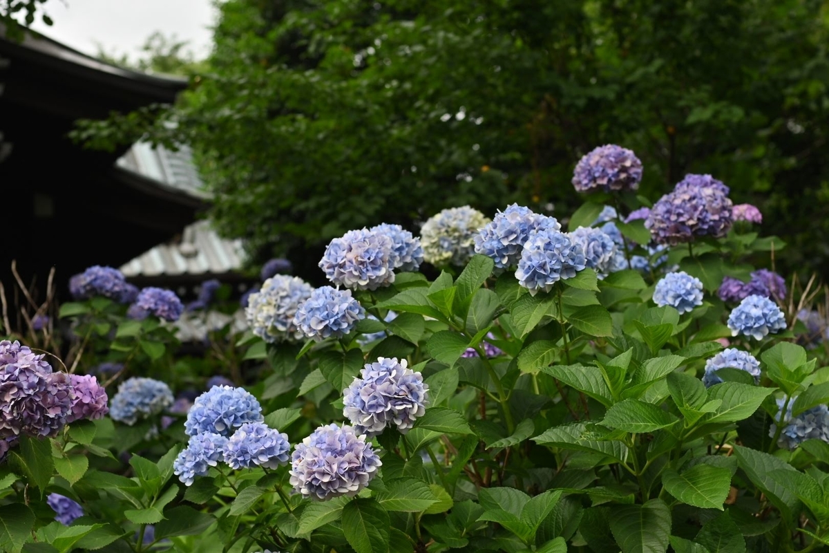 f:id:psato7:20210619084650j:plain