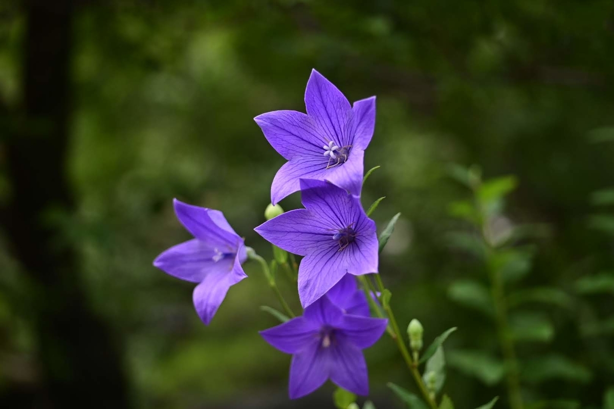 f:id:psato7:20210625051925j:plain