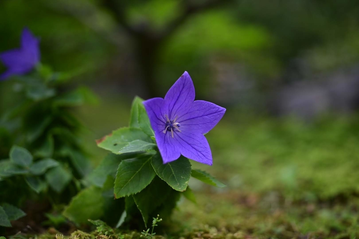 f:id:psato7:20210625052232j:plain