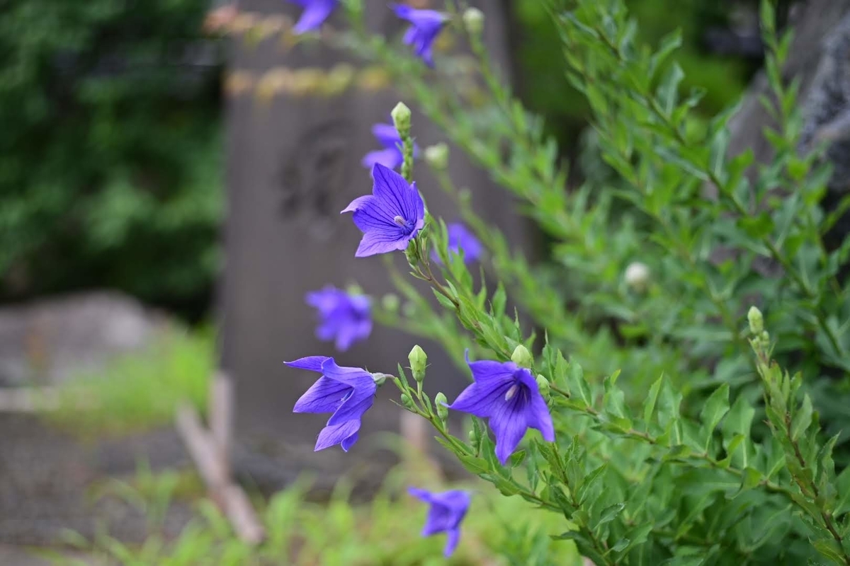 f:id:psato7:20210625052235j:plain