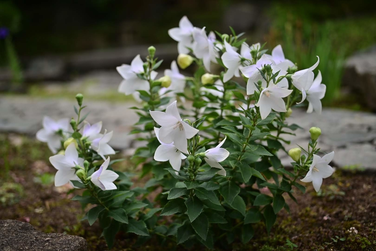 f:id:psato7:20210625052347j:plain