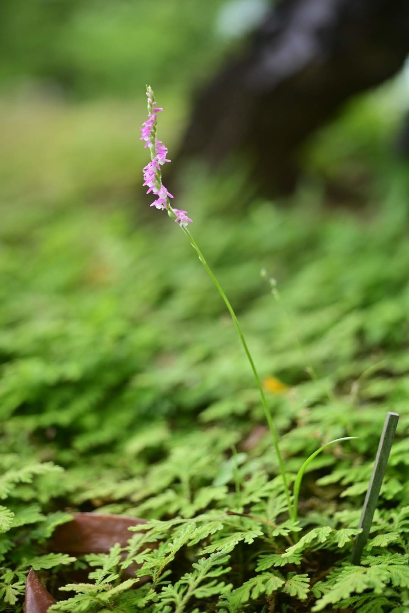 f:id:psato7:20210625052525j:plain