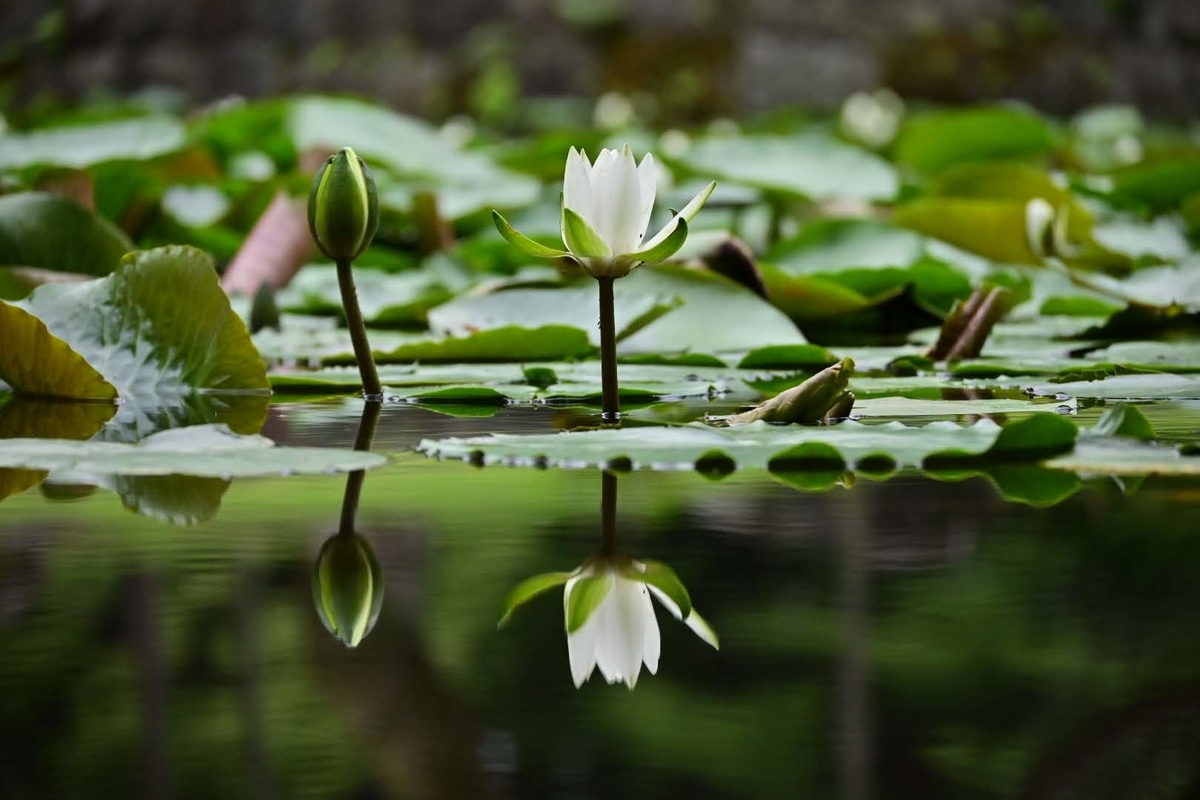 f:id:psato7:20210627205546j:plain