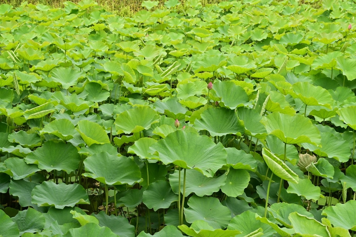 f:id:psato7:20210627211839j:plain