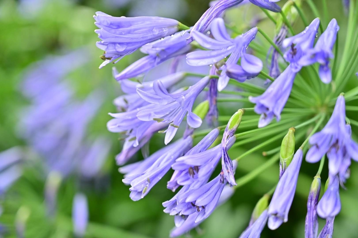 f:id:psato7:20210630195504j:plain