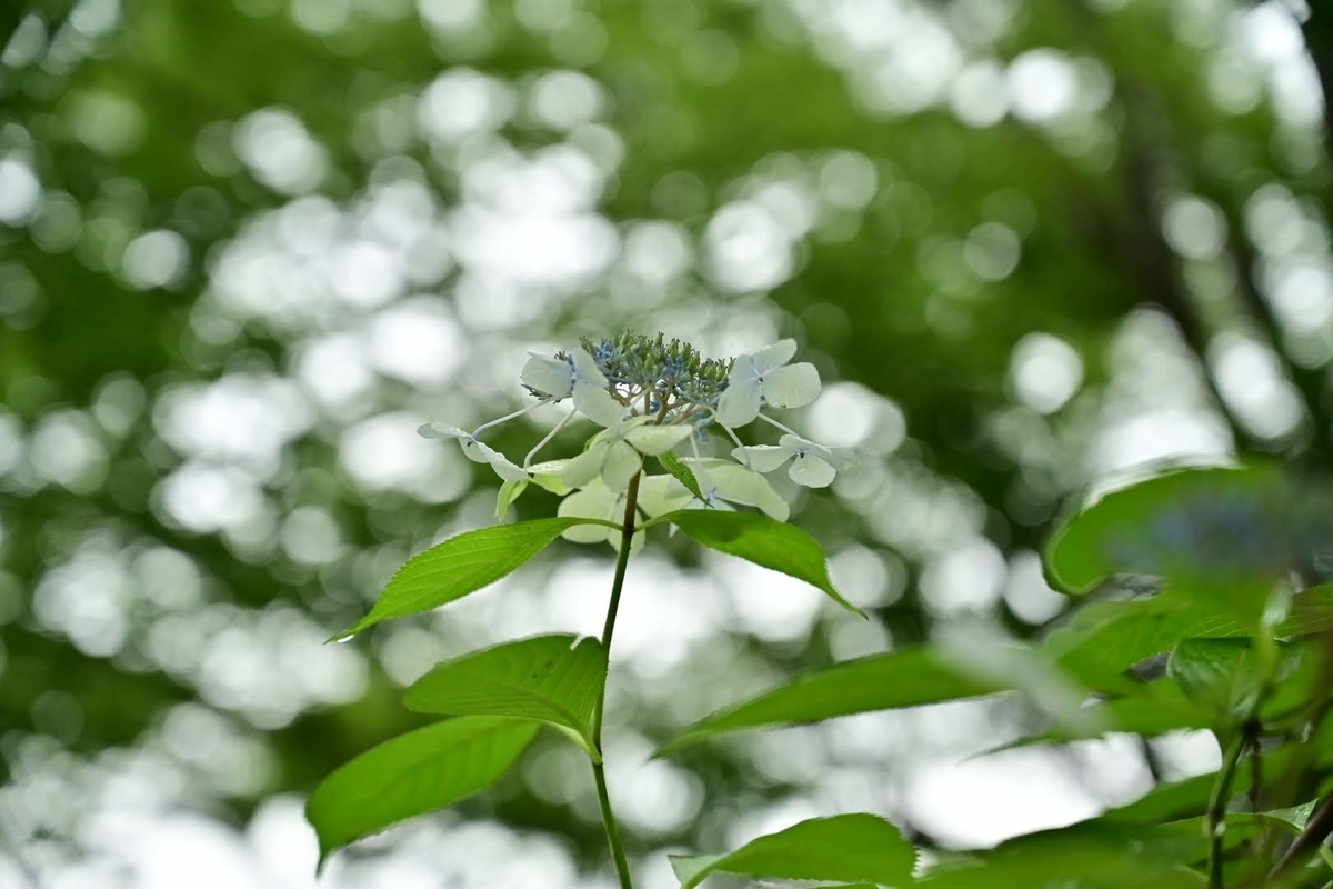f:id:psato7:20210709052748j:plain