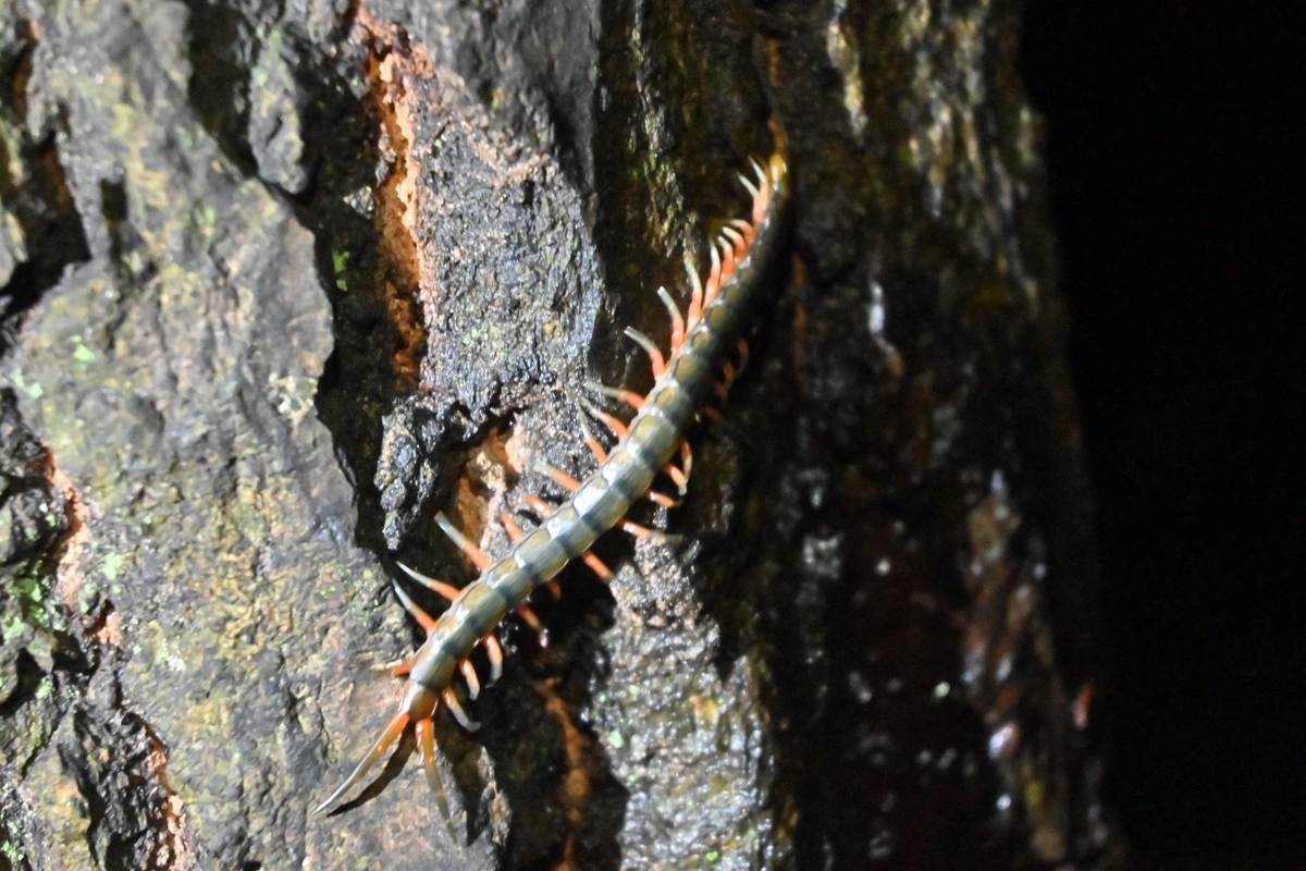 f:id:psato7:20210714052034j:plain