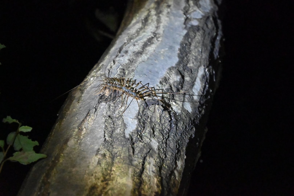 f:id:psato7:20210714052324j:plain