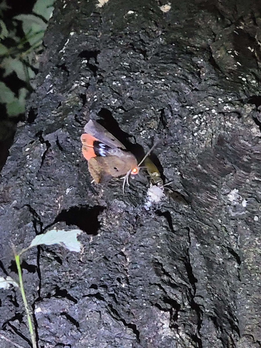 f:id:psato7:20210714052530j:plain