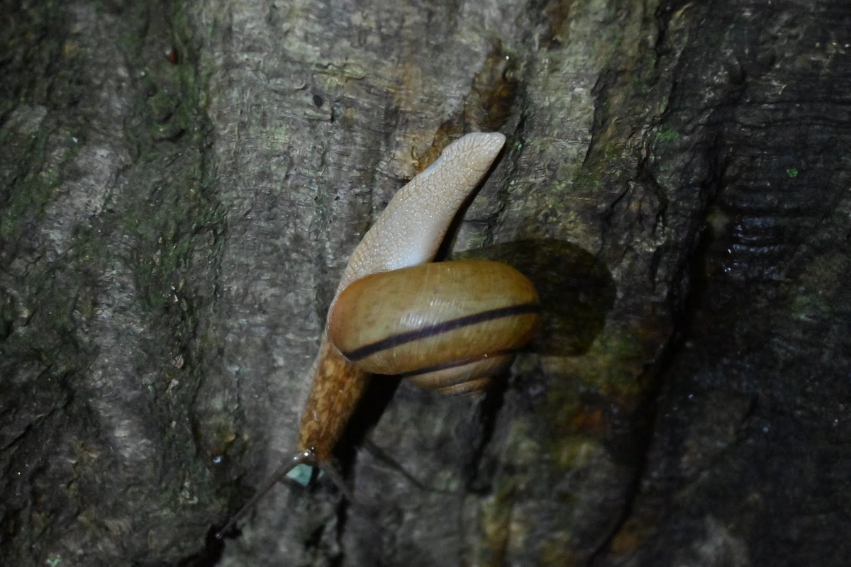 f:id:psato7:20210714053014j:plain