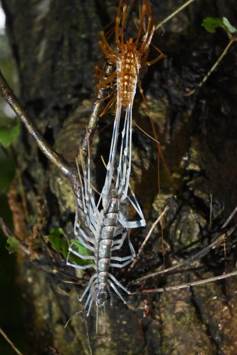 f:id:psato7:20210714053111j:plain