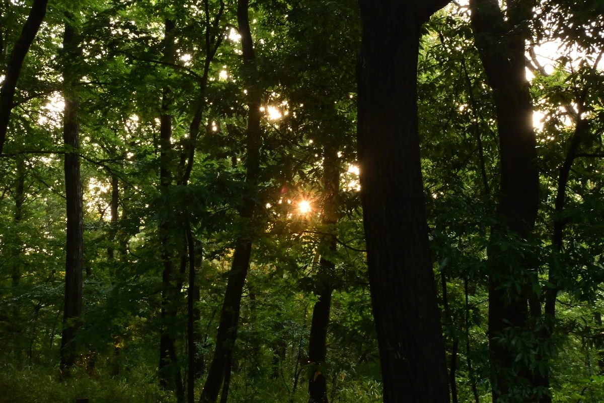 f:id:psato7:20210714053431j:plain