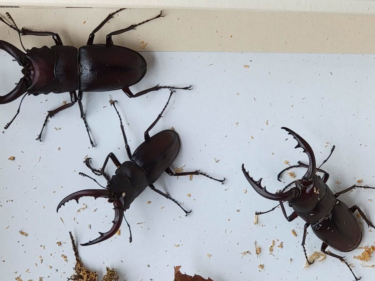 f:id:psato7:20210714053628j:plain