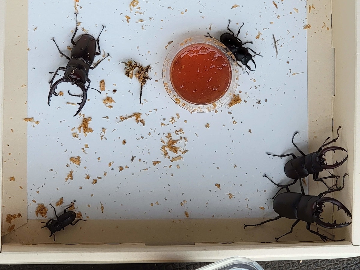 f:id:psato7:20210714053851j:plain