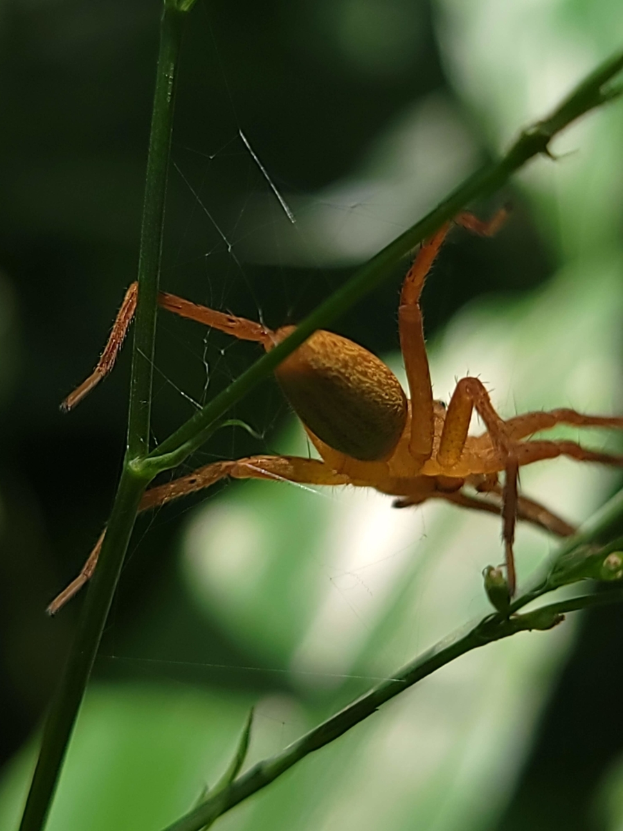 f:id:psato7:20210802210449j:plain