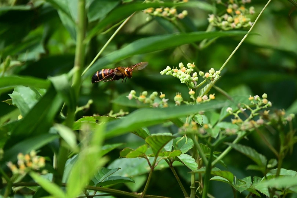 f:id:psato7:20210802210629j:plain