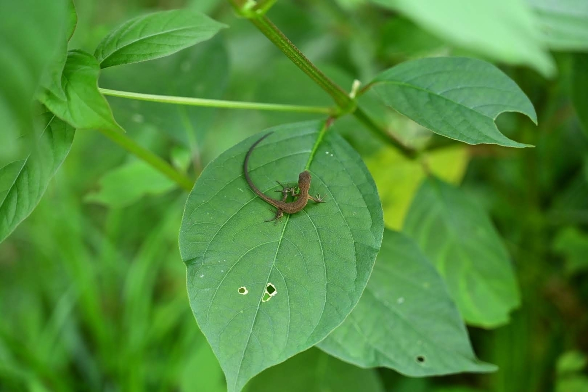 f:id:psato7:20210802214215j:plain