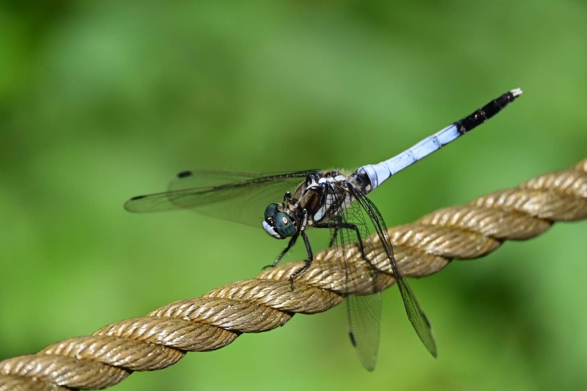 f:id:psato7:20210803050729j:plain