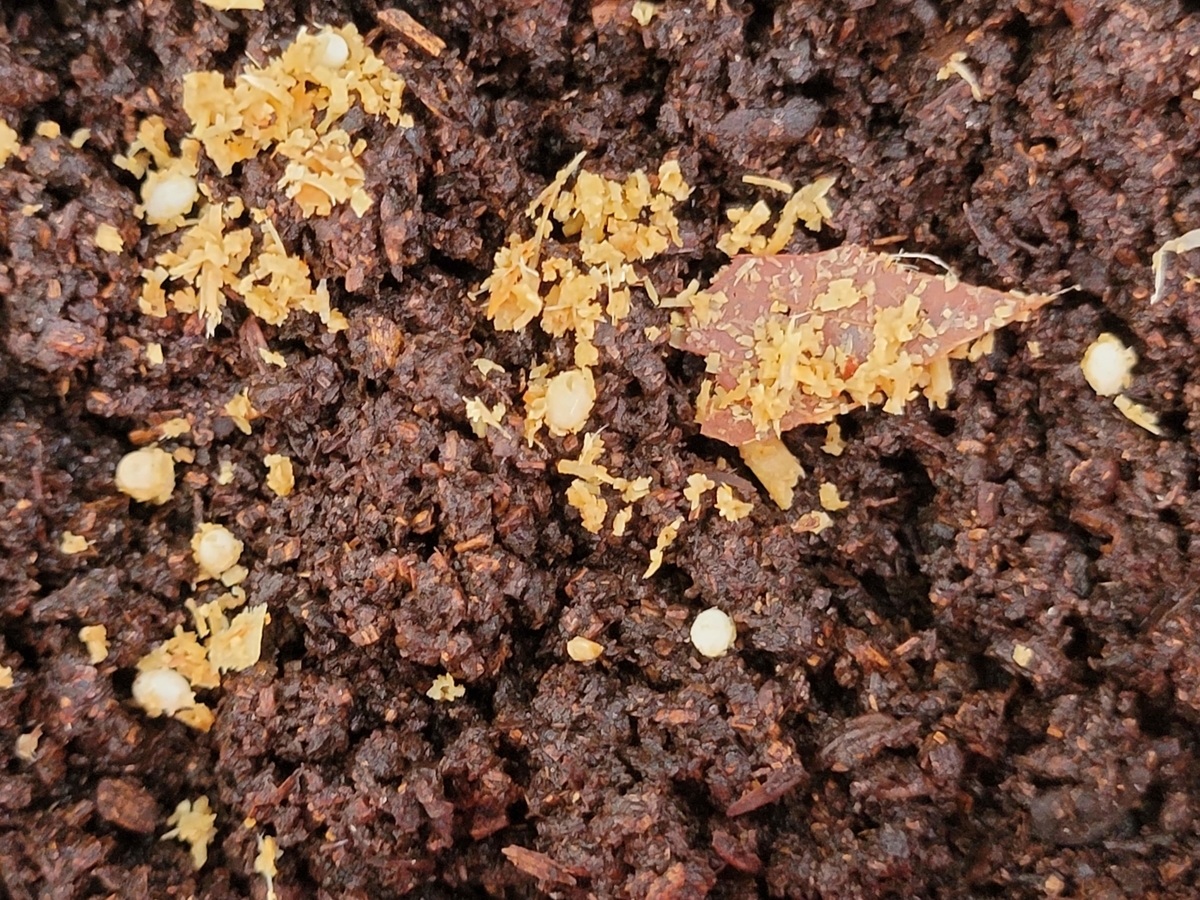 f:id:psato7:20210810052958j:plain