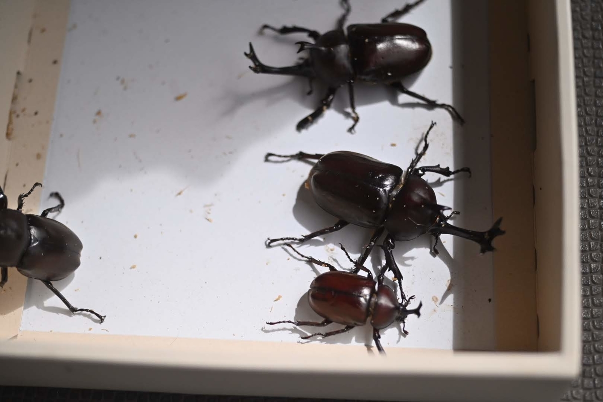 f:id:psato7:20210810053559j:plain