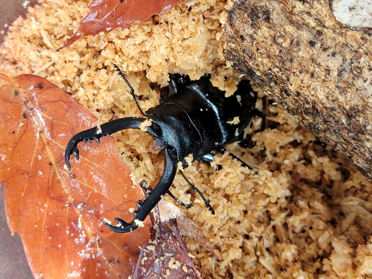 f:id:psato7:20210810053812j:plain