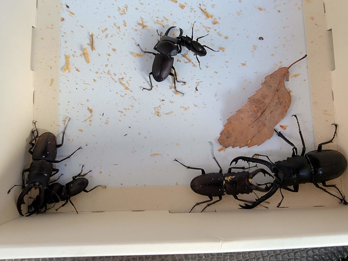 f:id:psato7:20210810054247j:plain