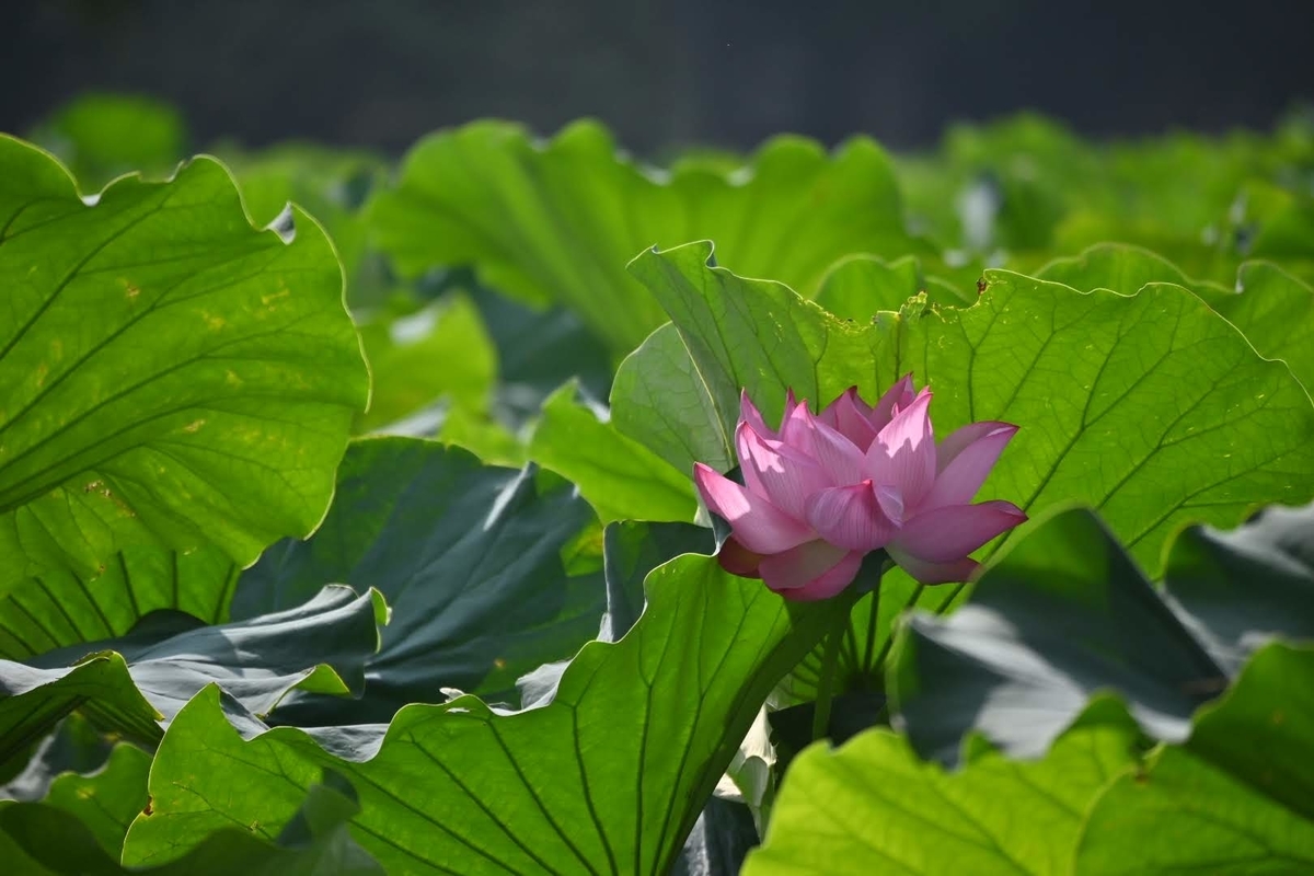 f:id:psato7:20210831044803j:plain