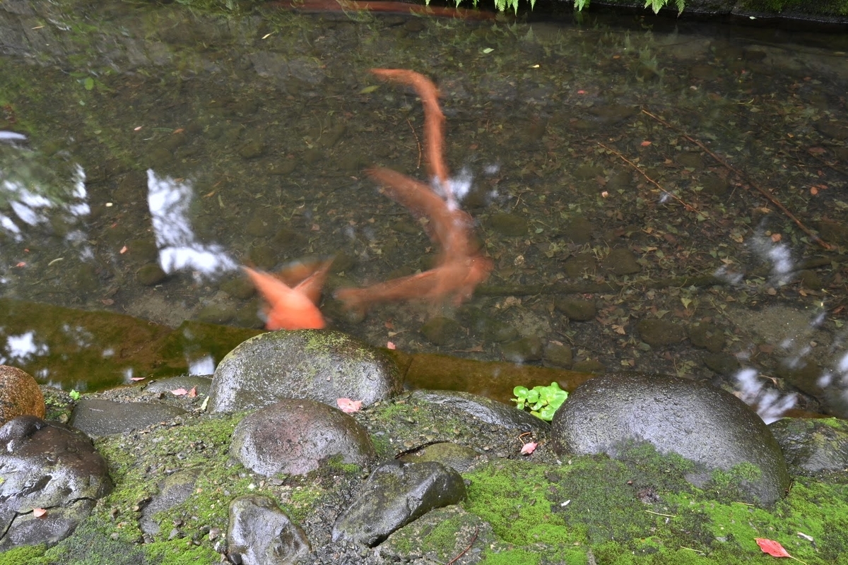 f:id:psato7:20210904170156j:plain