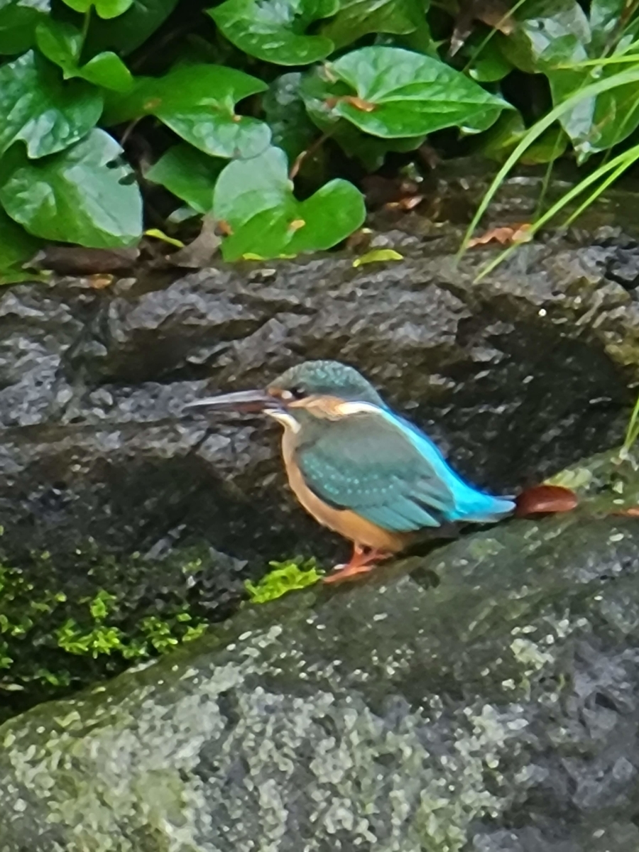 f:id:psato7:20210904170436j:plain