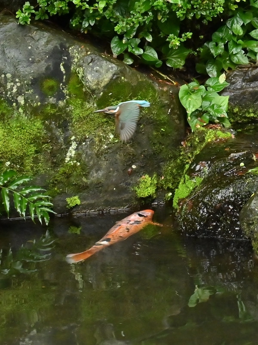 f:id:psato7:20210904170522j:plain