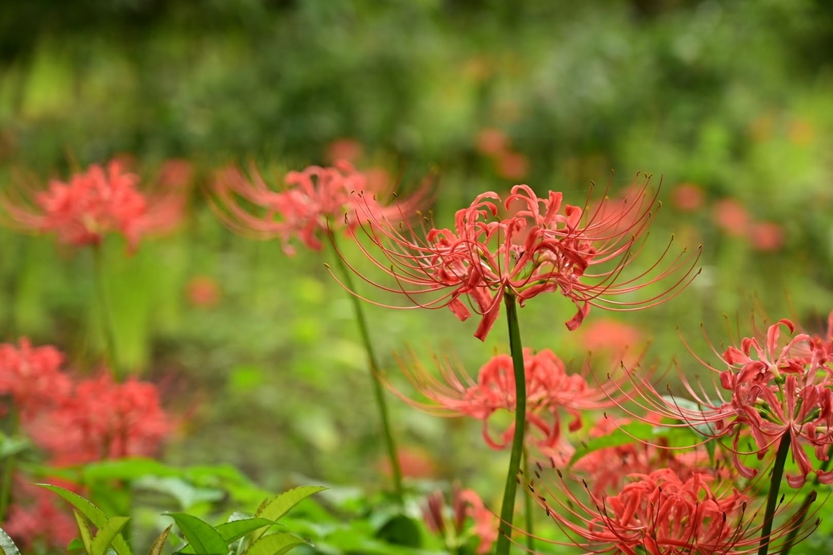 f:id:psato7:20210912063605j:plain