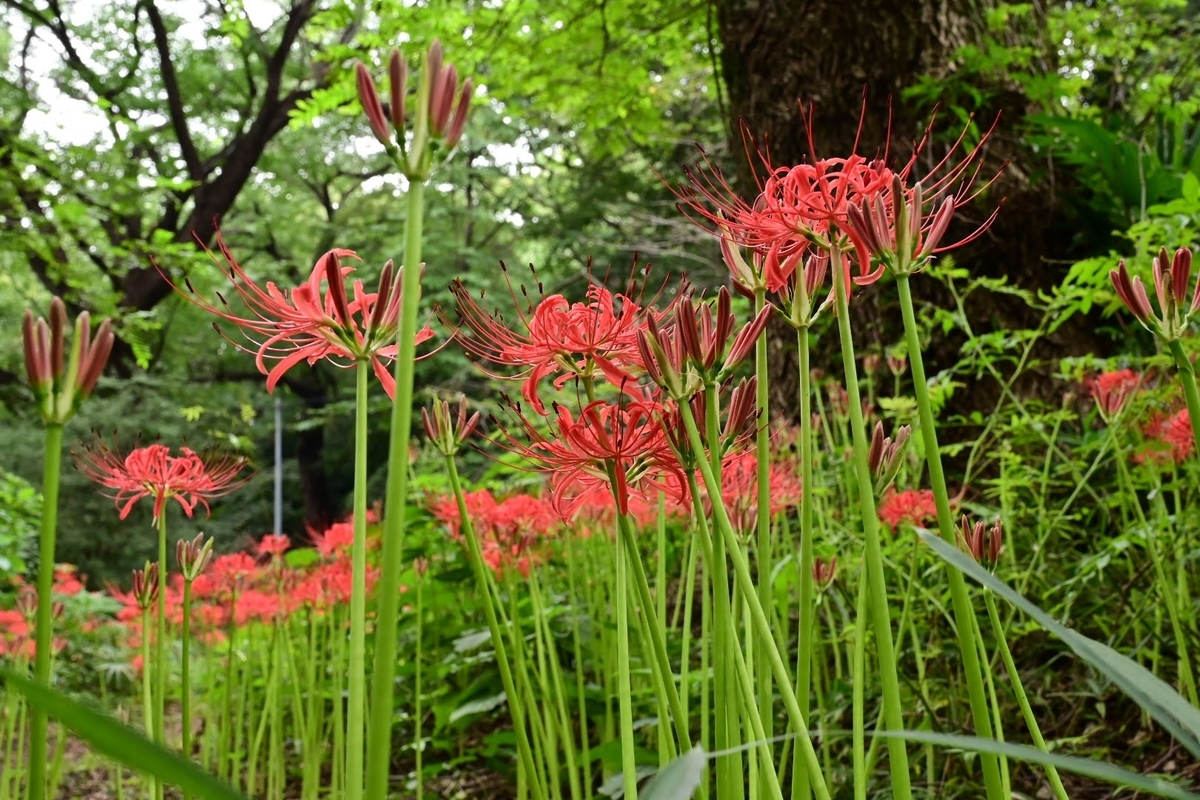 f:id:psato7:20210912063751j:plain