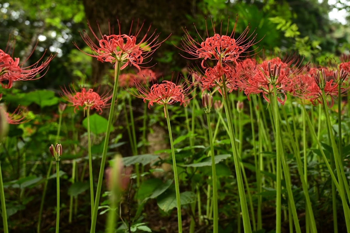 f:id:psato7:20210912063754j:plain