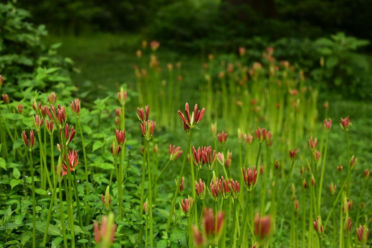 f:id:psato7:20210912063918j:plain