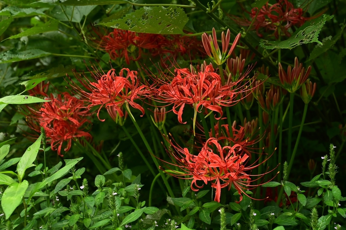 f:id:psato7:20210912064030j:plain