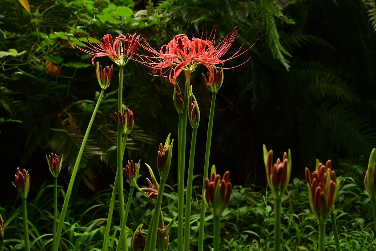 f:id:psato7:20210912064033j:plain