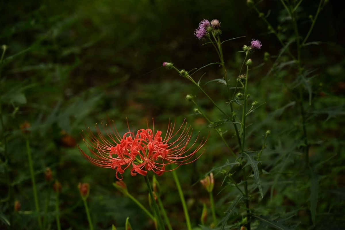 f:id:psato7:20210912064110j:plain