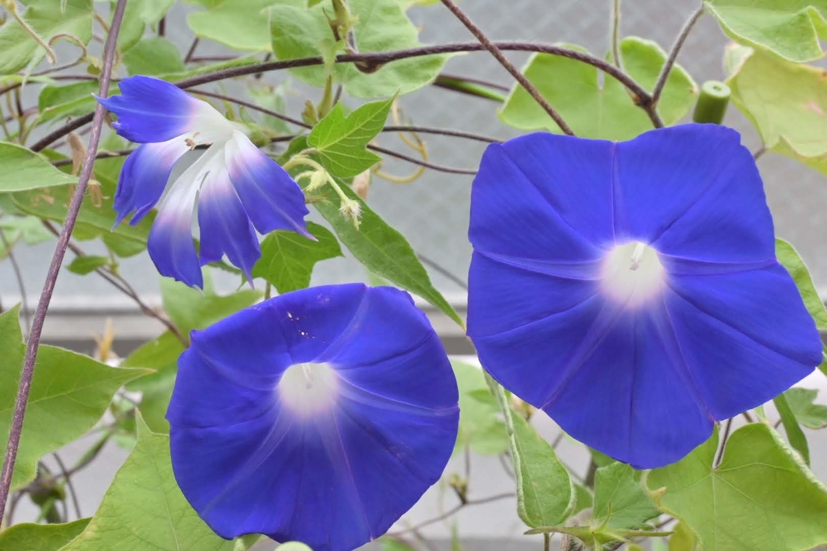 f:id:psato7:20210912193815j:plain