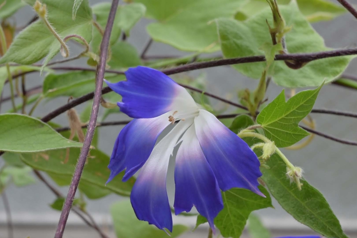 f:id:psato7:20210912193931j:plain