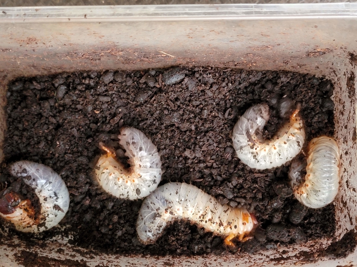 f:id:psato7:20210912194025j:plain