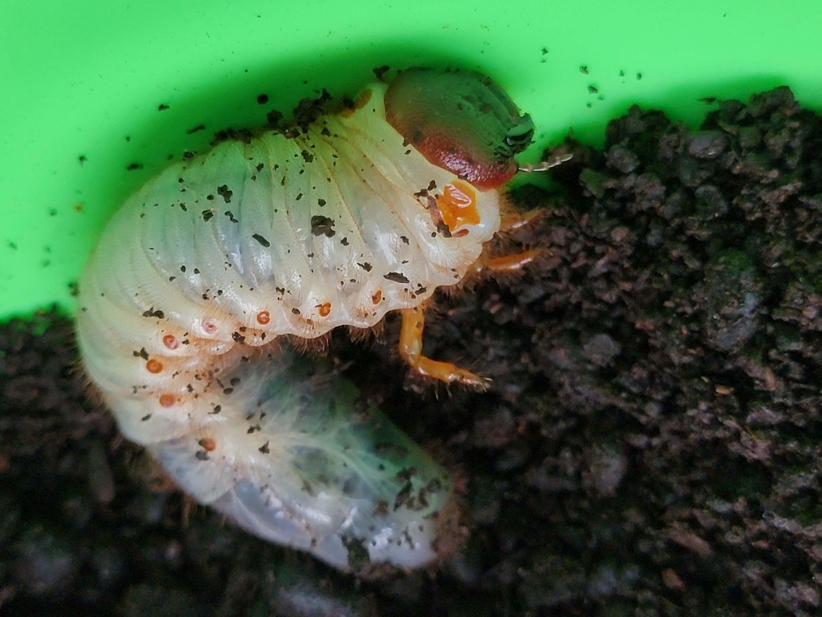 f:id:psato7:20210912194200j:plain