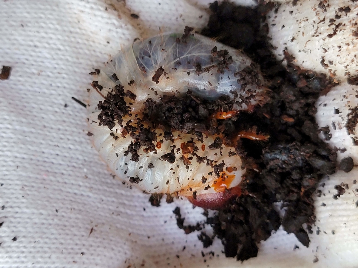 f:id:psato7:20210912194207j:plain