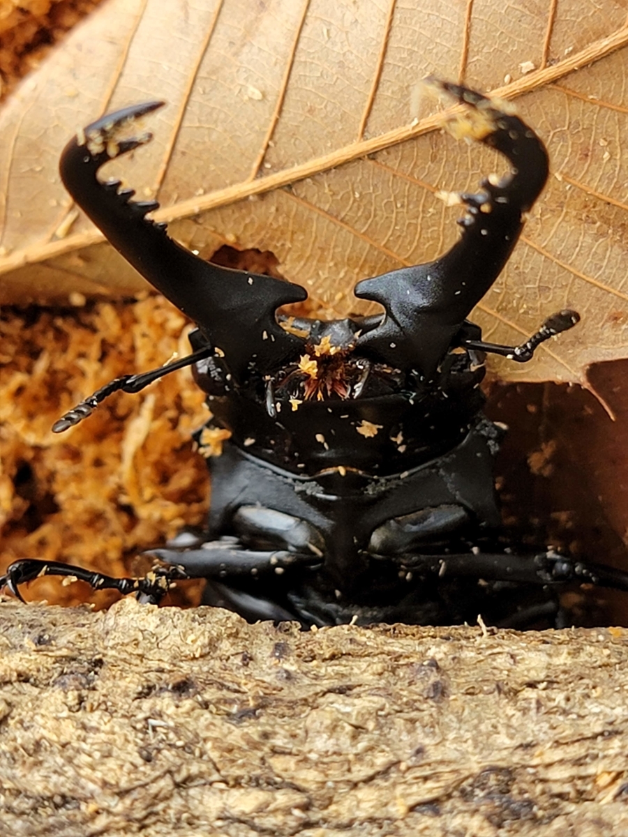 f:id:psato7:20210912195755j:plain