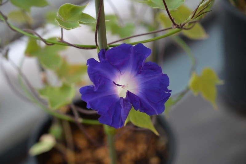 f:id:psato7:20210916054900j:plain