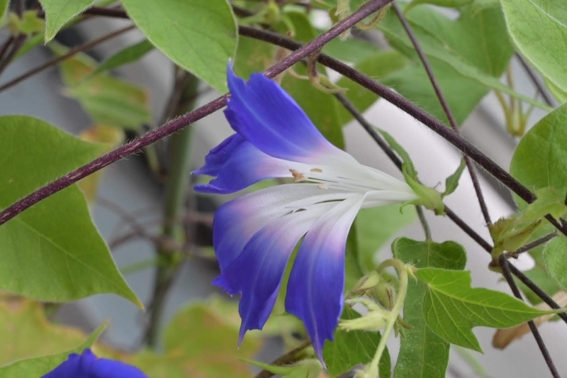 f:id:psato7:20210916055054j:plain