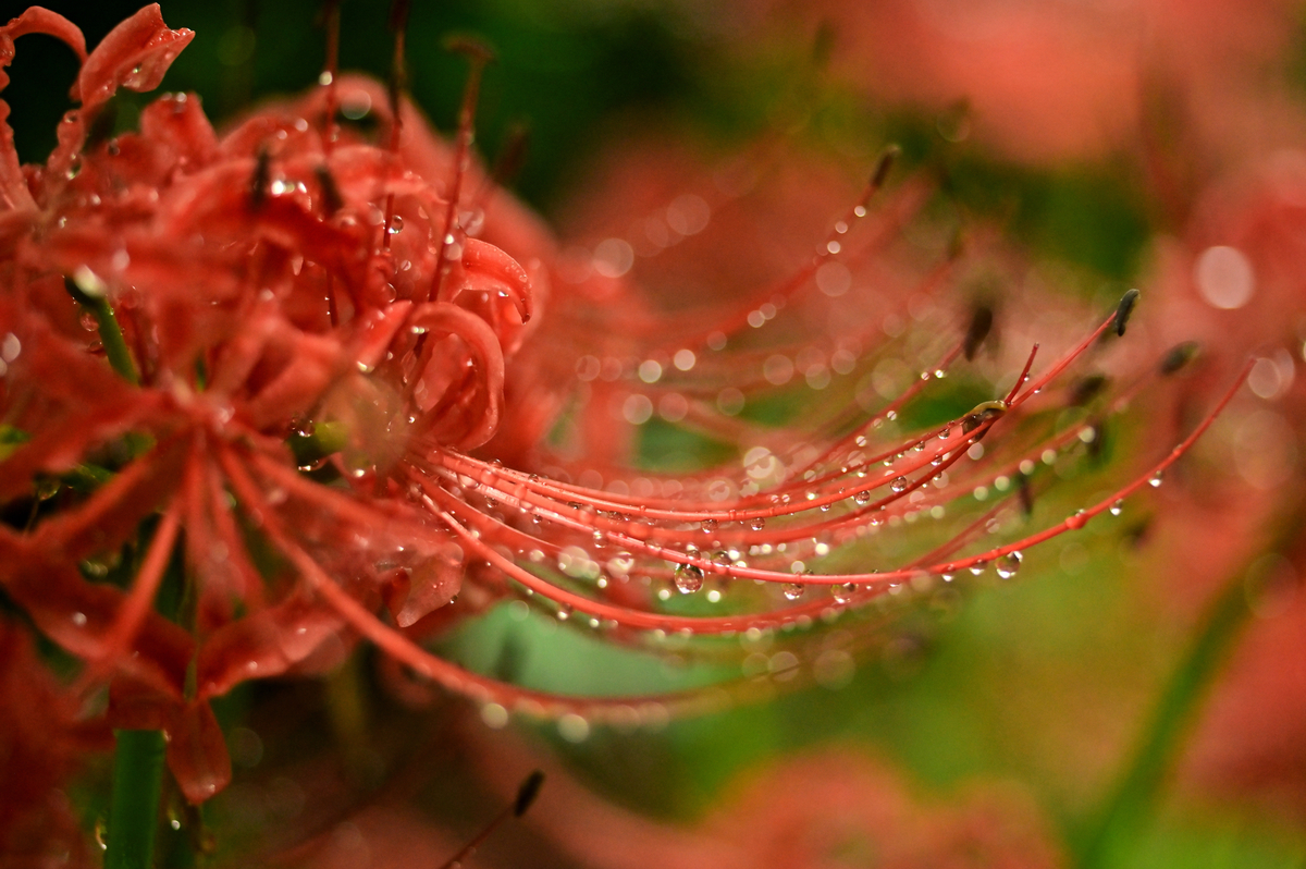 f:id:psato7:20210919082255j:plain