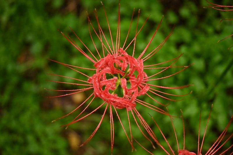 f:id:psato7:20210919083215j:plain