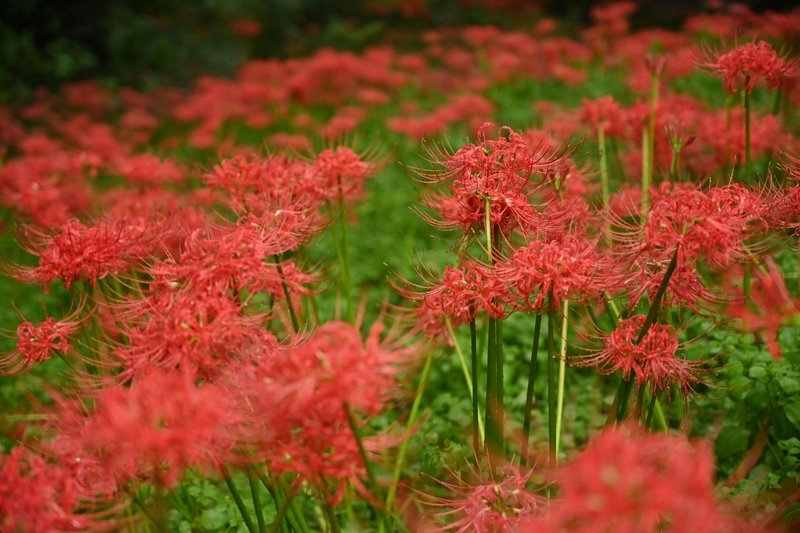 f:id:psato7:20210919083400j:plain